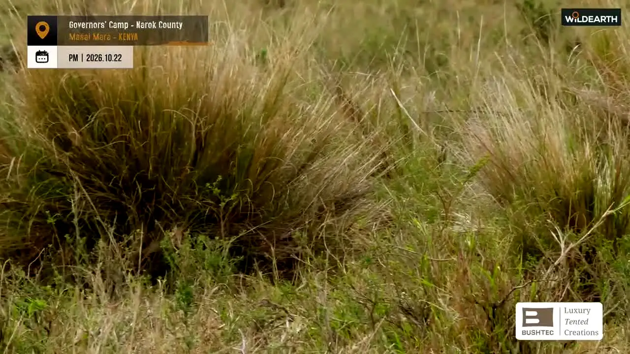 WildEarth live