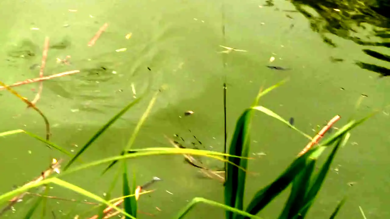 Gone Fishing live