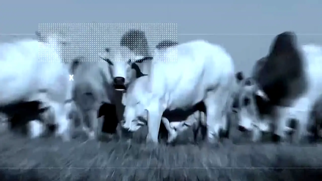 AgroCanal ao vivo