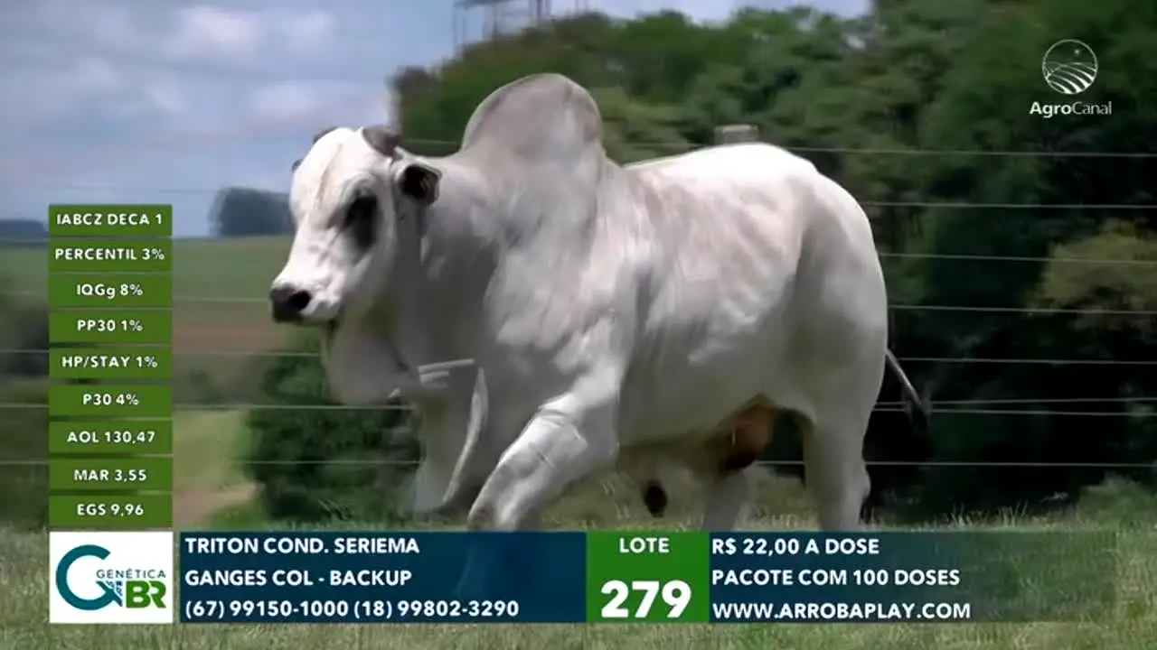 AgroCanal ao vivo