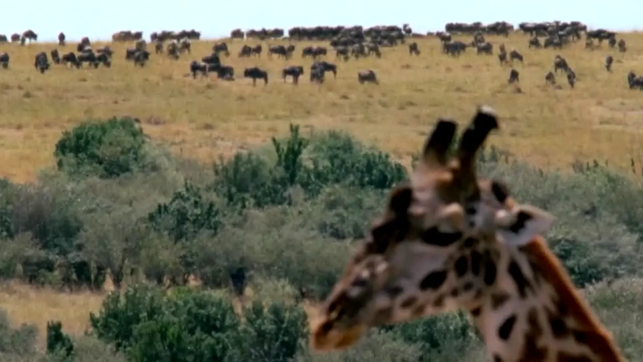 Real Wild live