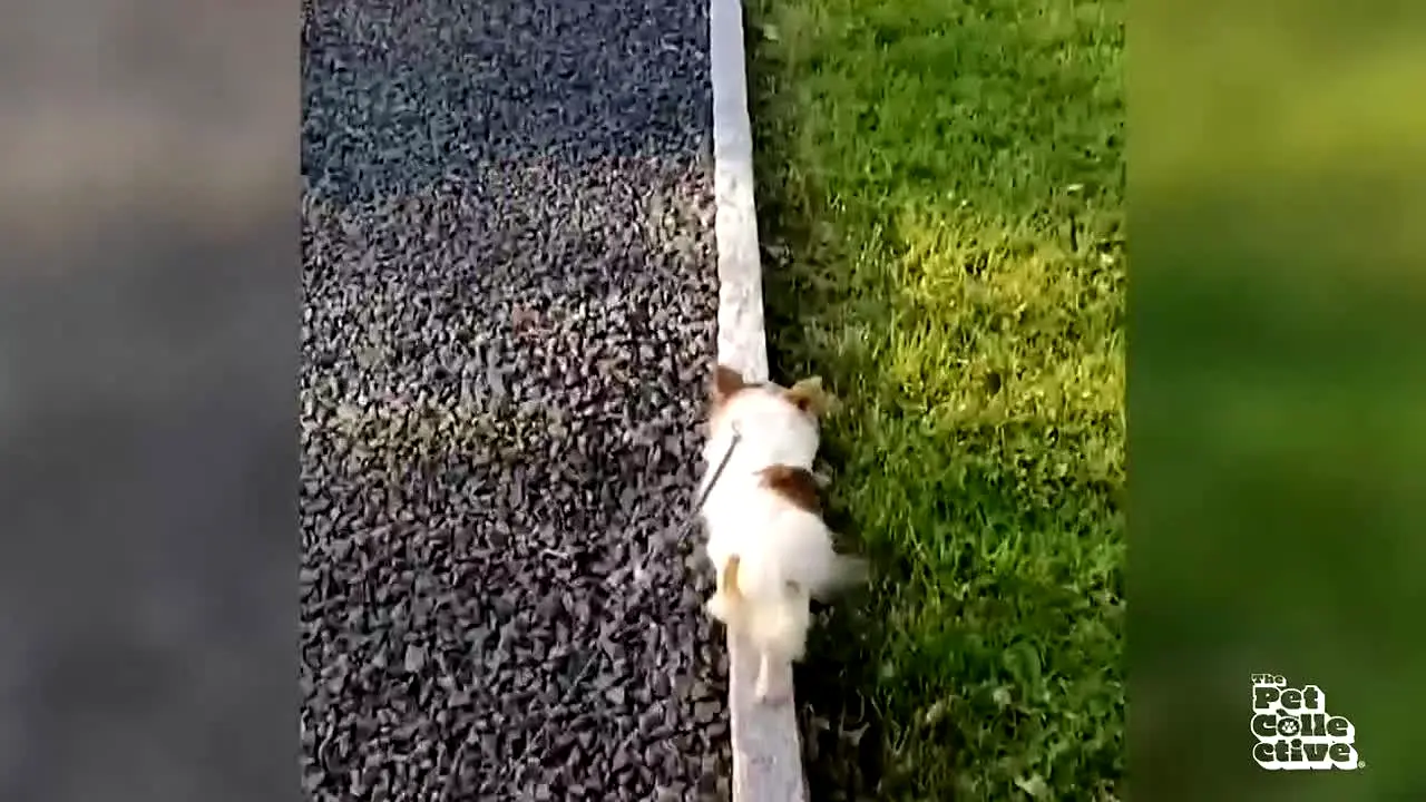 Pet Collective + na żywo