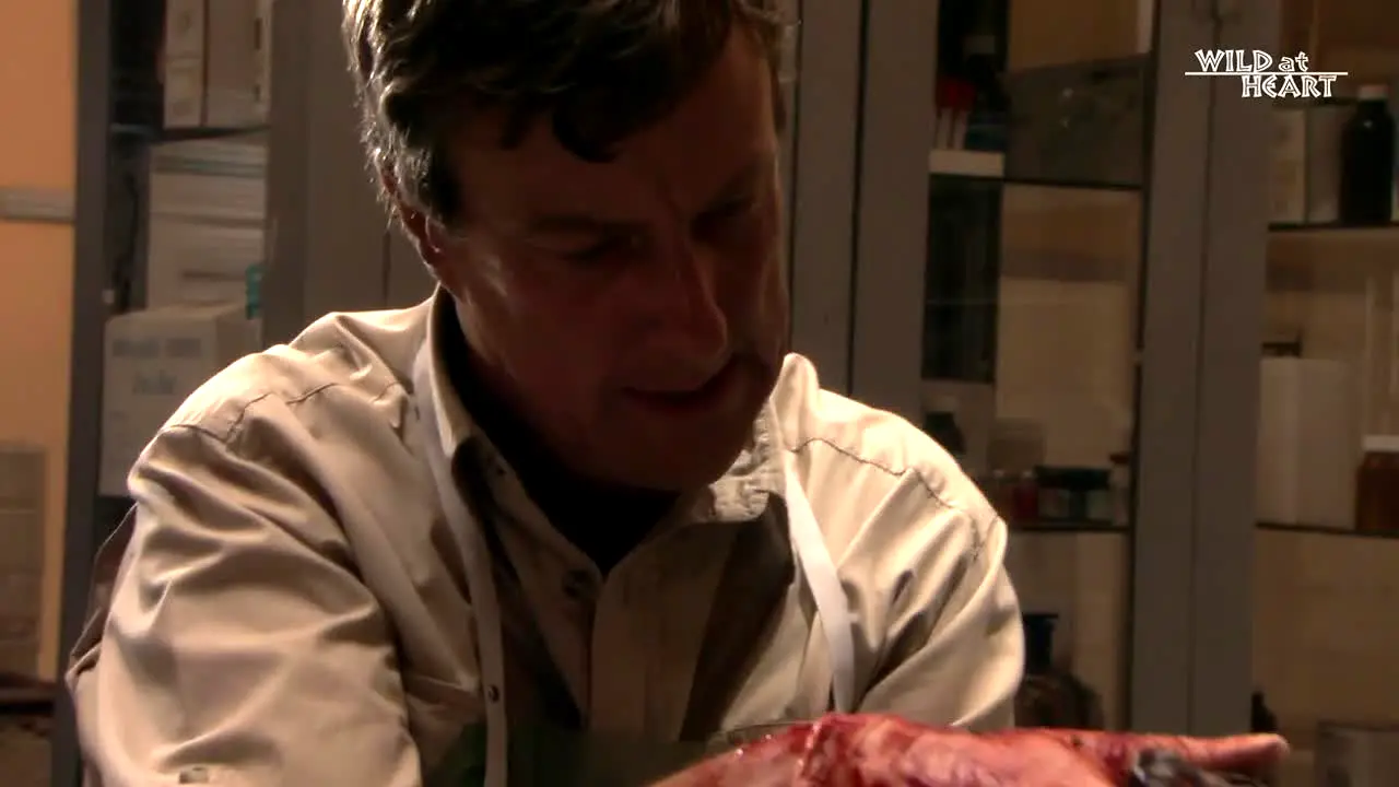 Wild At Heart in diretta