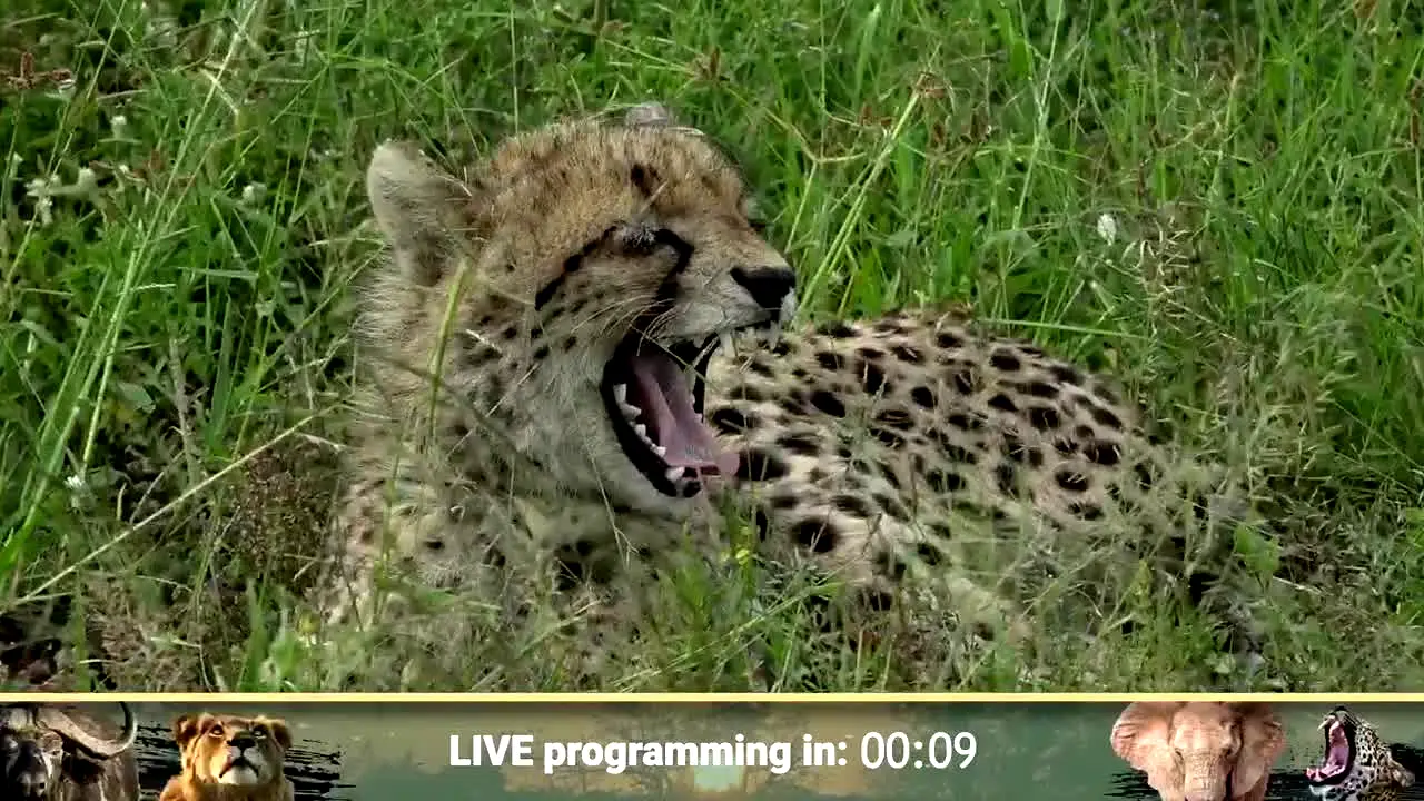 WildEarth live