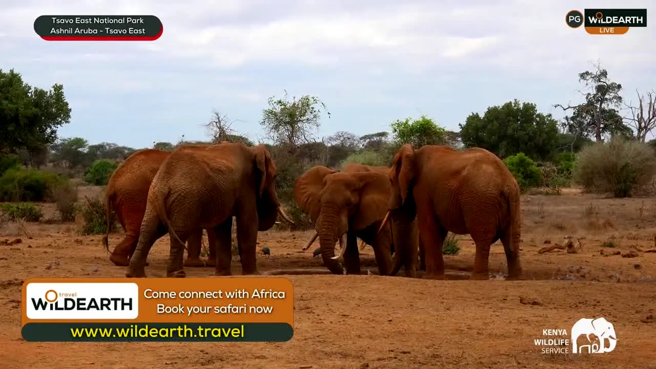 WildEarth ao vivo