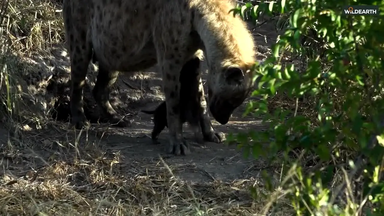 WildEarth en direct